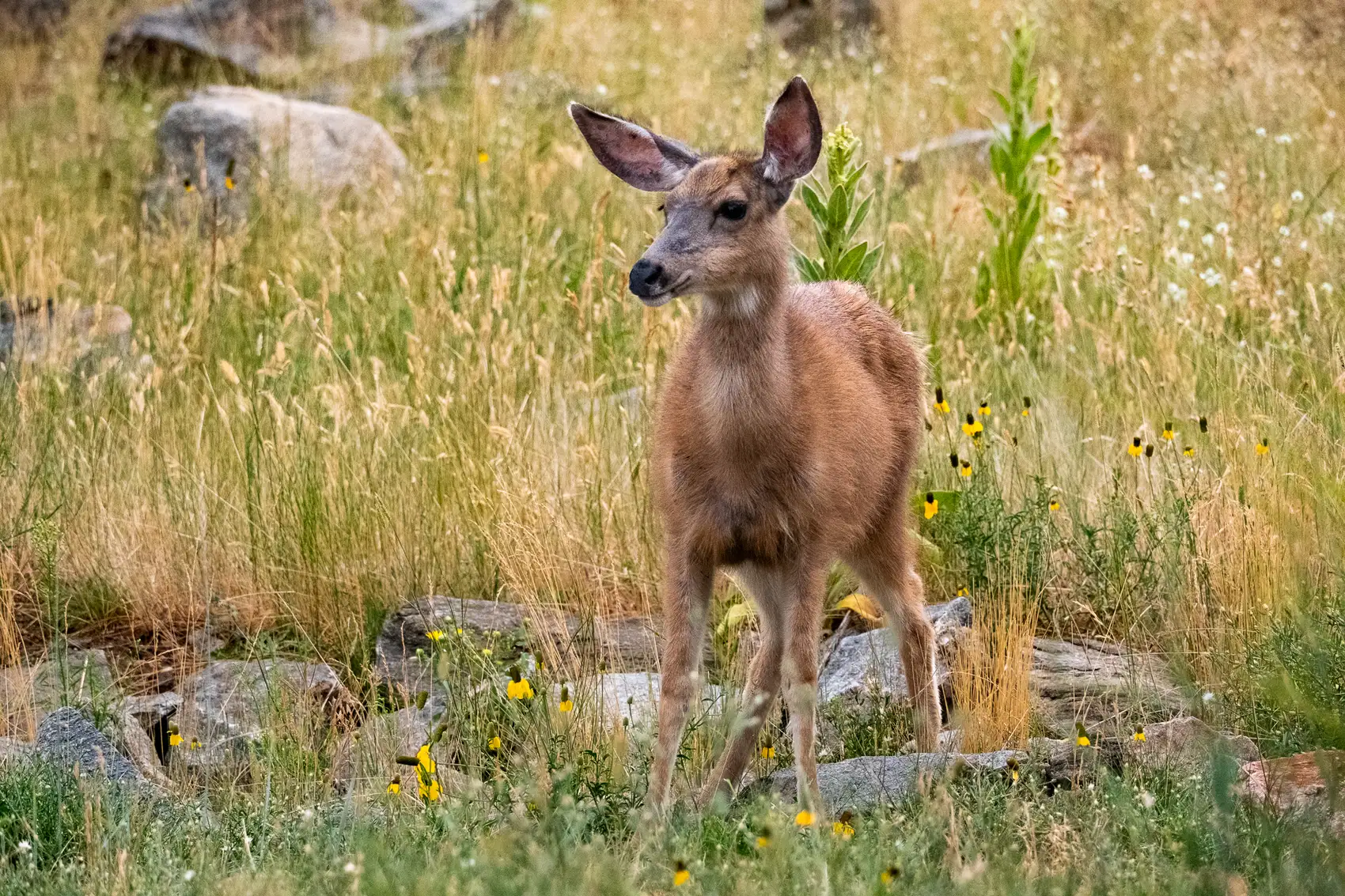 A fawn standing in the meadow grass and wildflowers beside the property.